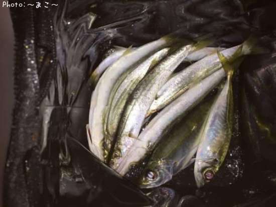 ���������ޥ�