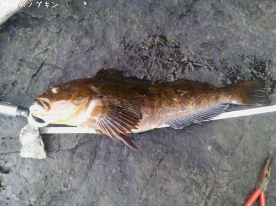 �����ʥ�