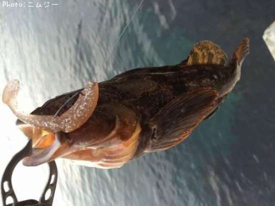 �����ʥ�