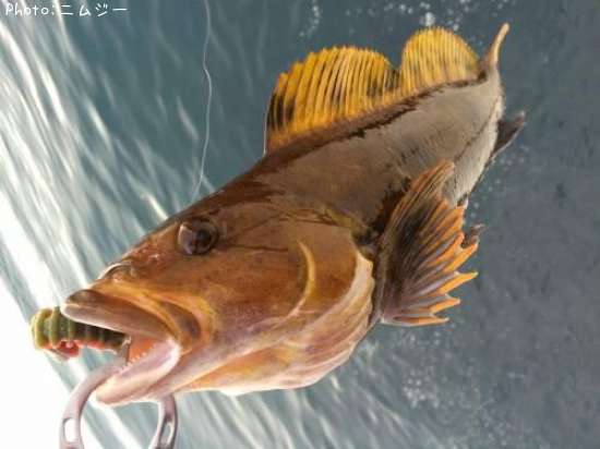 �����ʥ�