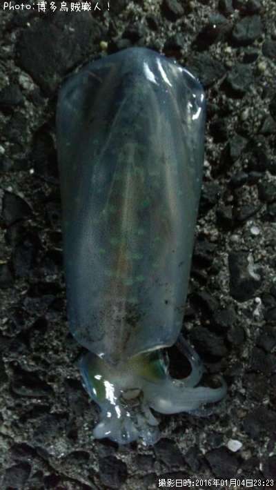 �����ꥤ��