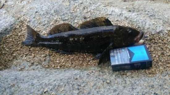 �����ʥ�