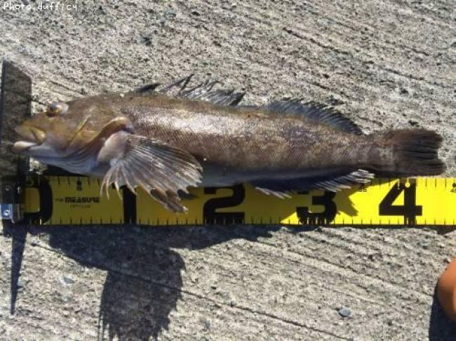 �����ʥ�