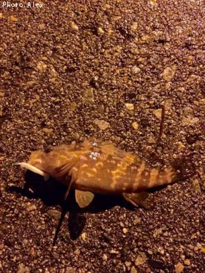 �����ϥ�