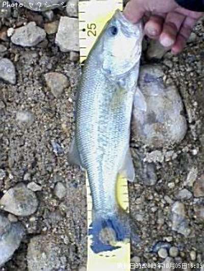 �֥�å��Х�