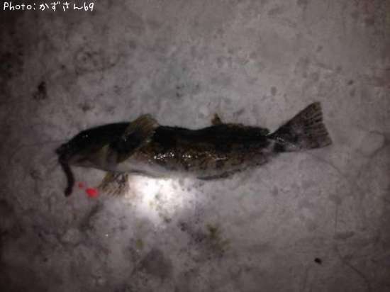 �����ʥ�