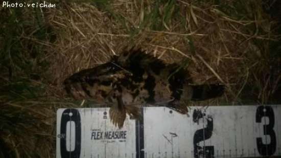 �����Υ���Х�