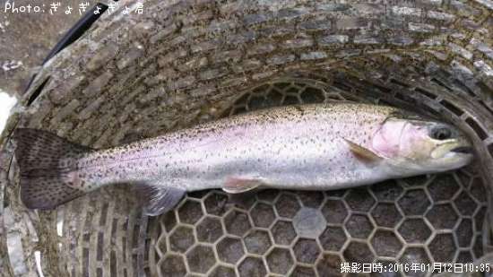 �ȥ饦��