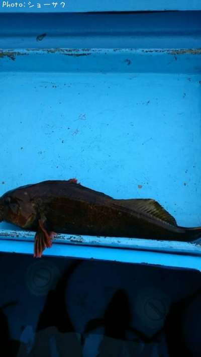 �����ʥ�