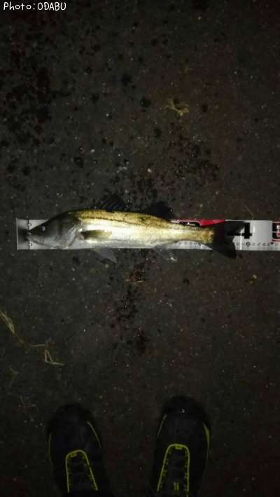 �����Х�