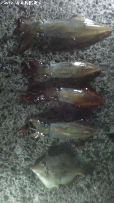 ���󥵥�����