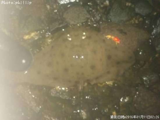 �ĥХ�������