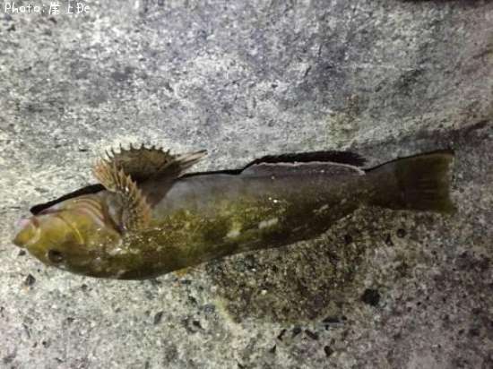 �����ʥ�