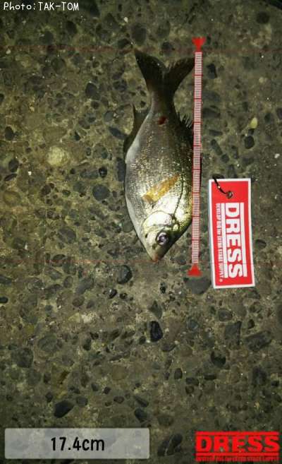 ���ߥ��ʥ�