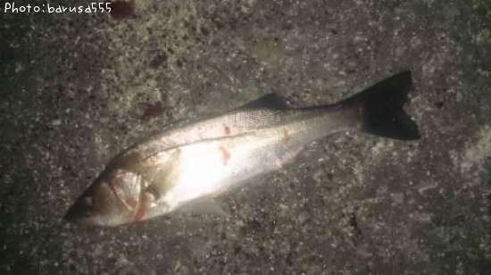 �եʥХ����Х�