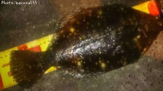 �����ޥ����쥤