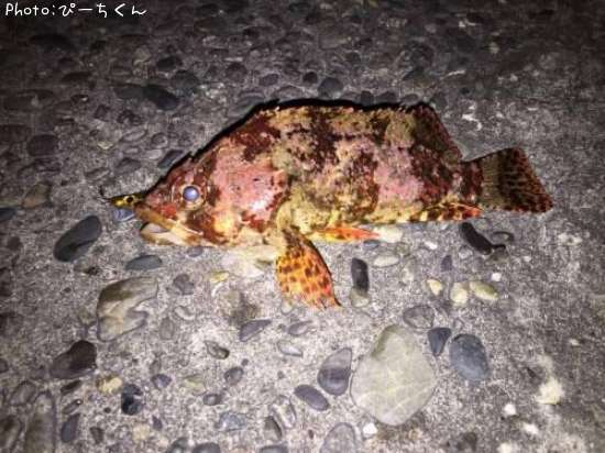 �������Х�