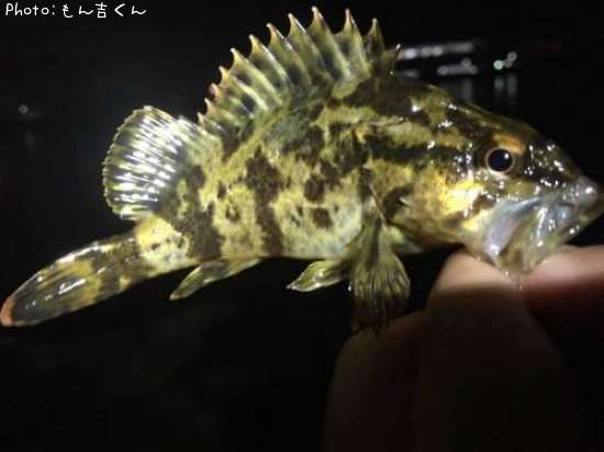 �����Υ���Х�