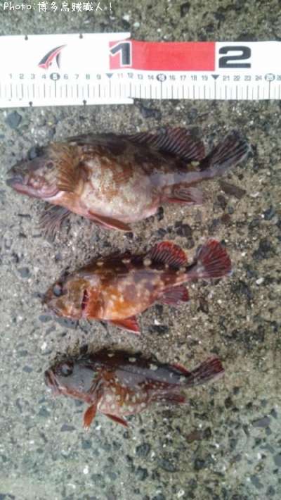 ���饫�֡ʥ�������