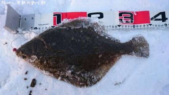 �������쥤