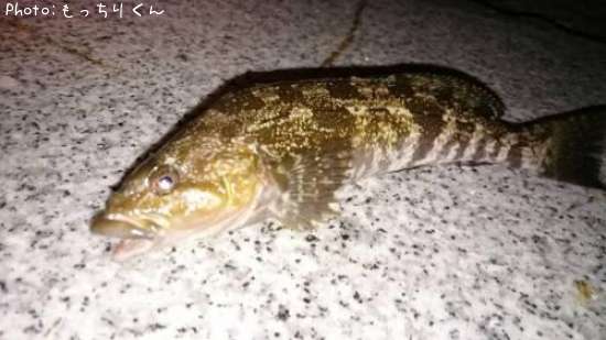 �����ʥ�