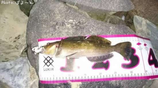 �����ʥ�