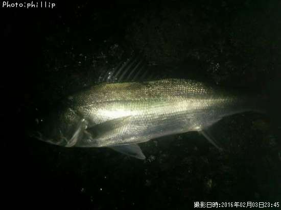 �����Х�