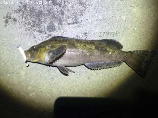 �����ʥ�