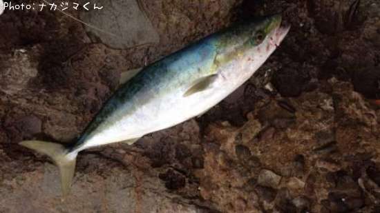 �䥺