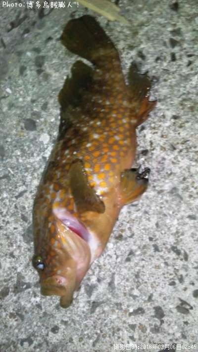 �����ϥ�