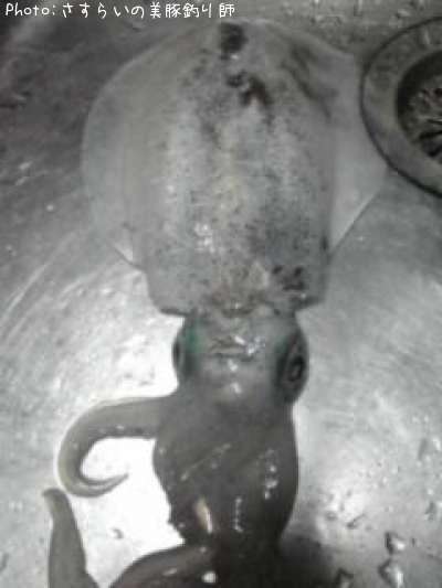 �����ꥤ��