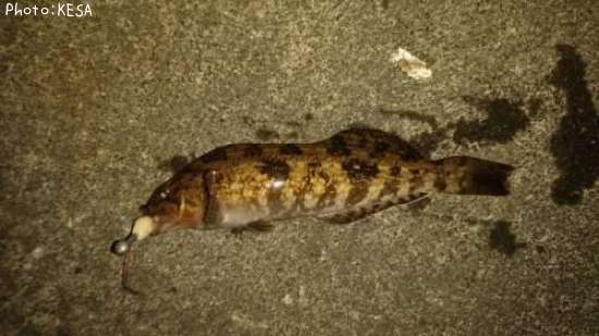 �����ʥ�