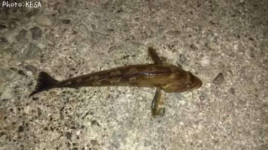 �����ʥ�