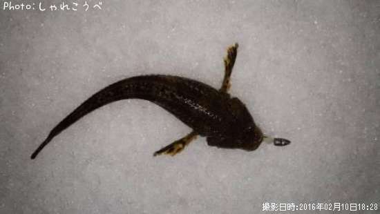 ¿ʬ��������