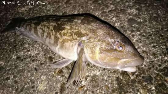 �����ʥ�