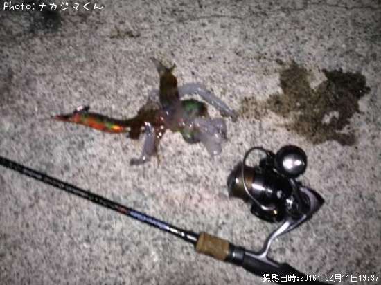 �����ꥤ���β�Ⱦ��