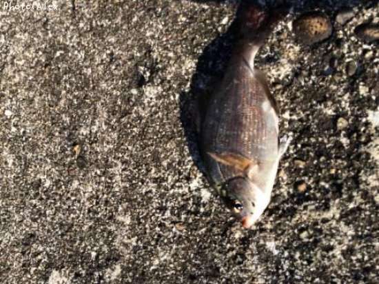 �����ʥ�