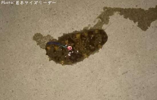 �ʥޥ�