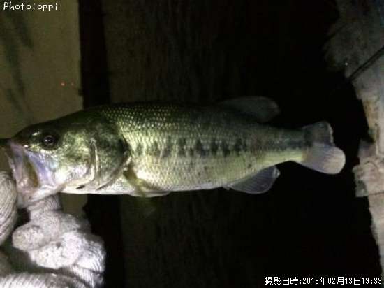 �֥�å��Х�