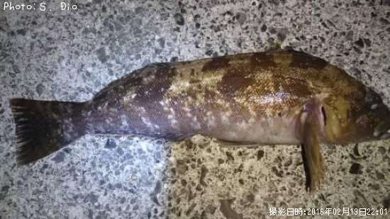 �����ʥ�