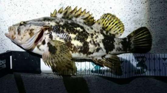 �����Υ���Х�