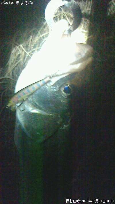 �����Х�