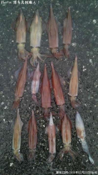 ��ꥤ�������󥵥�����