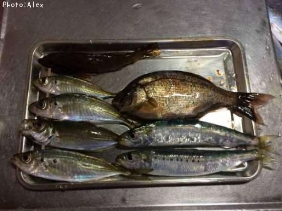 ���������亮�������ʥ����ϥ�