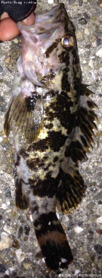 �����Υ���Х�