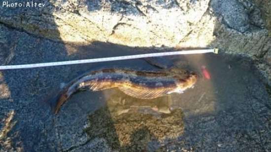 �����ʥ�