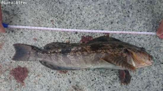 �����ʥ�