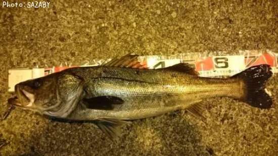 �����Х�