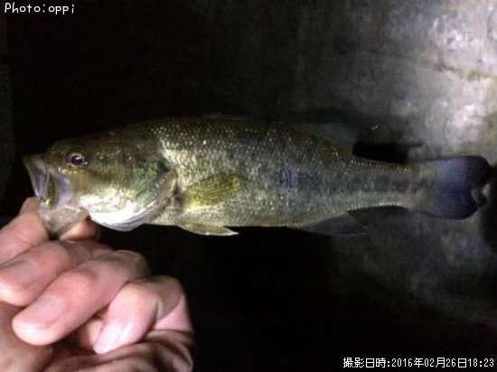 �֥�å��Х�