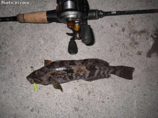 �����ʥ�